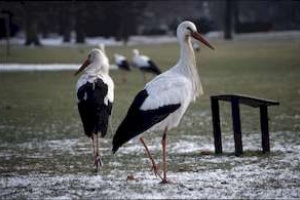 1997 - 2003 Luisenpark Mannheim