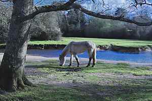 Brockenhurst