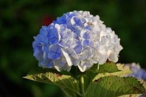 Flora