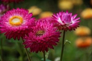 Animals and plants