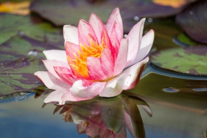 Luisenpark Mannheim Juni 2024