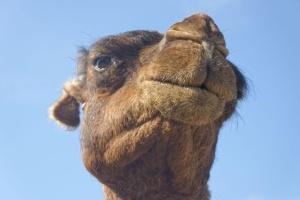 Tiere