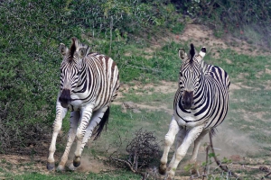 Addo Elephant- Nationalpark