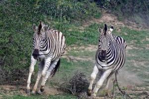 Addo Elephant- Nationalpark