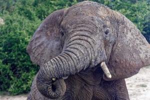Elephants
