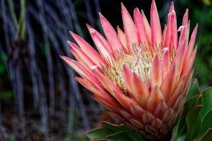 Flora
