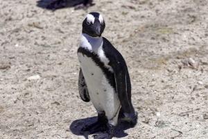 Penguins