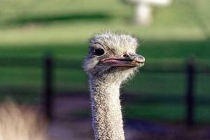 Ostrichs