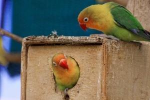 Birds