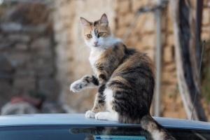 Cats