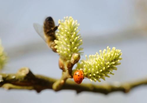 Frühling 2014